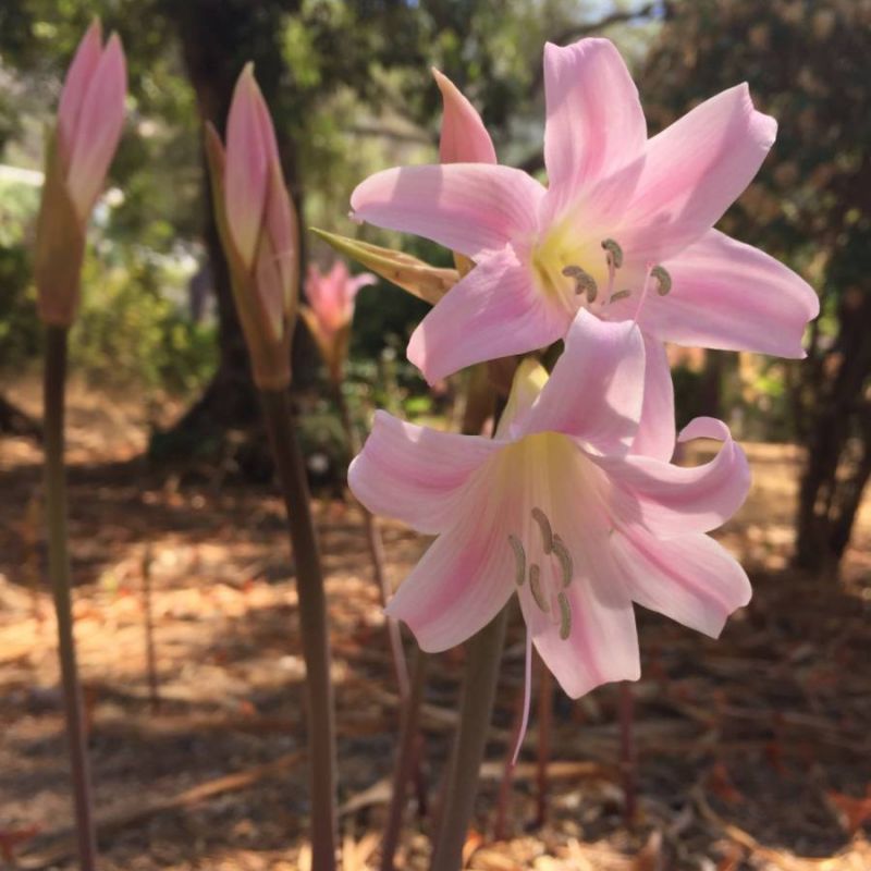 Jersey Lily Amaryllis belladona